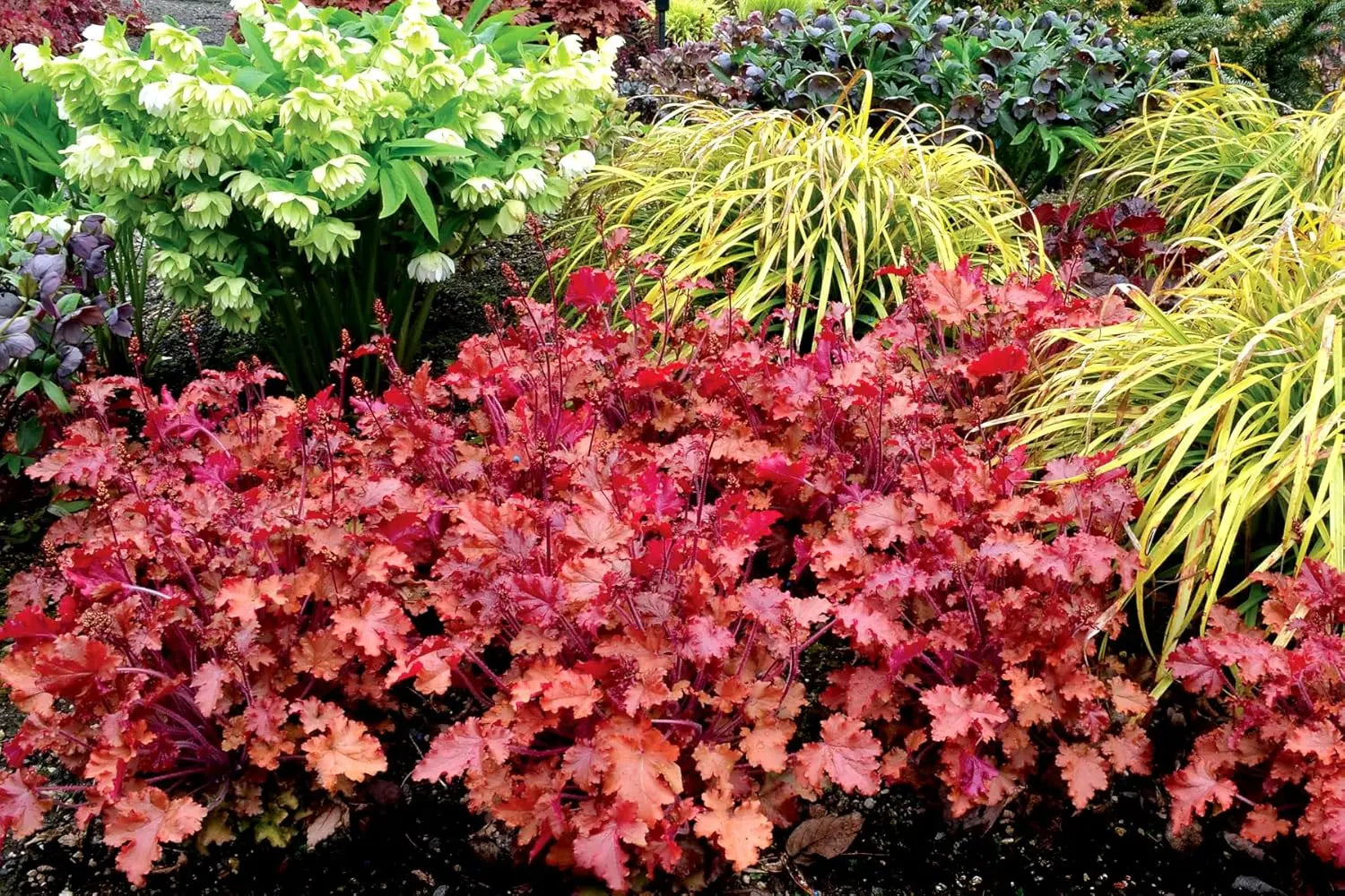 Heuchera Hybride 'Peach Crisp' Staude mit orange-rosa Blättern, Purpurglöckchen, von Stauden Gänge, Nahaufnahme im Garten.