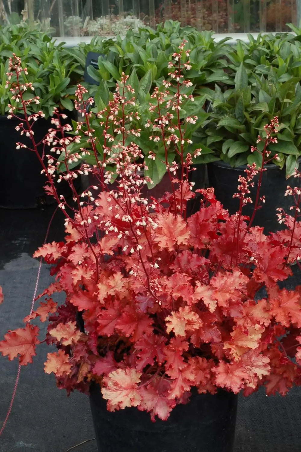Heuchera Hybride 'Peach Crisp' als Staude, purpurfarbene Blätter und zarte Blüten, Stauden Gänge, natürliche Gartendekoration