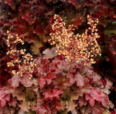 Heuchera Hybride 'Root Beer' Staude mit dunkelroten Blättern, wächst im Garten, von Stauden Gänge, sommerliche Blüte