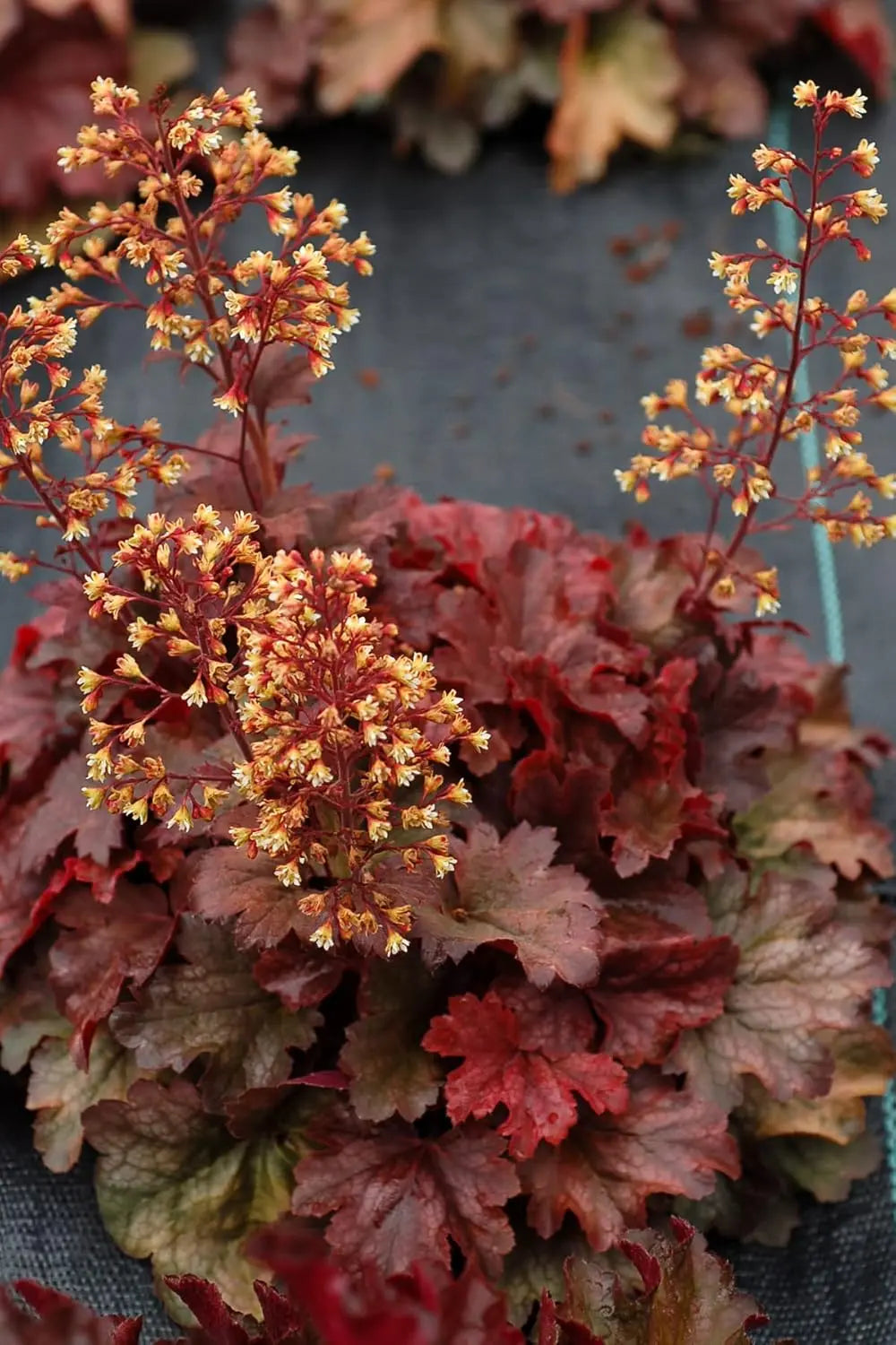 Heuchera Hybride 'Root Beer' Purpurglöckchen Staude mit dunkelroten Blättern, im Garten bei Stauden Gänge.