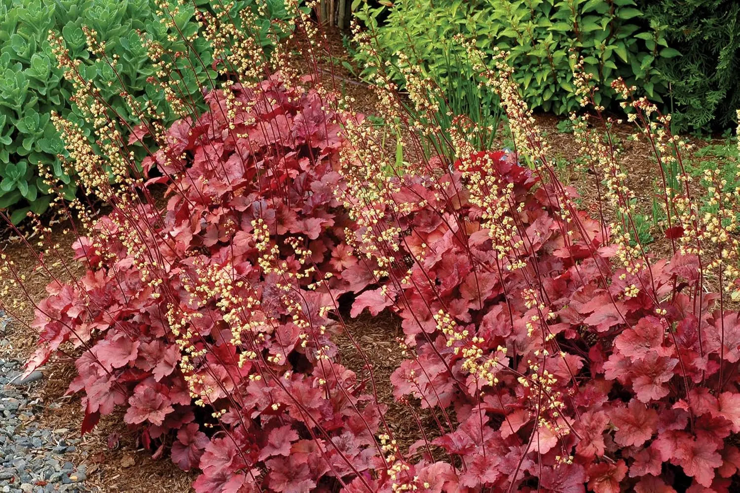 Heuchera Hybride 'Root Beer' Purpurglöckchen Staude von Stauden Gänge, zeigt dunkelrote Blätter und zarte Blüten.
