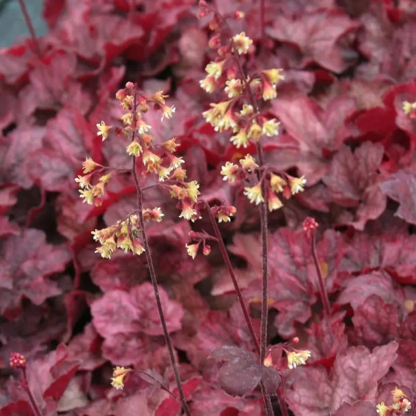 Heuchera Hybride 'Root Beer' als Staude mit dunkelroten Blättern, Pflanze von Stauden Gänge.