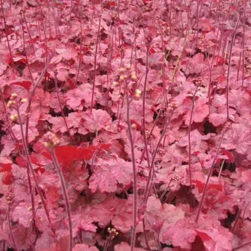Heuchera Hybride 'Root Beer' Purpurglöckchen, Staude mit braunroten Blättern, im Garten, Stauden Gänge