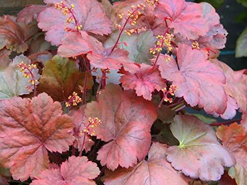 Heuchera Hybride 'Root Beer', Purpurglöckchen Staude mit dunkelroten Blättern, im Garten, bei Stauden Gänge