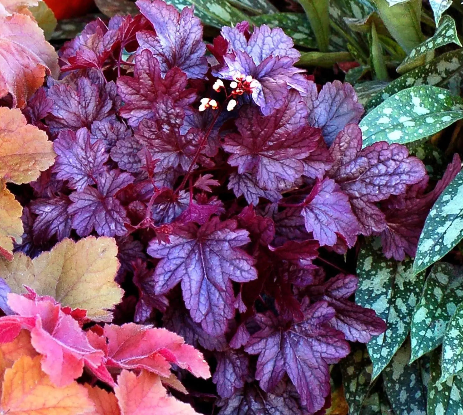 Lila Heuchera Hybride 'Shanghai' Staude von Stauden Gänge mit bunten Blättern, perfekte Pflanze für Garten und Balkon.