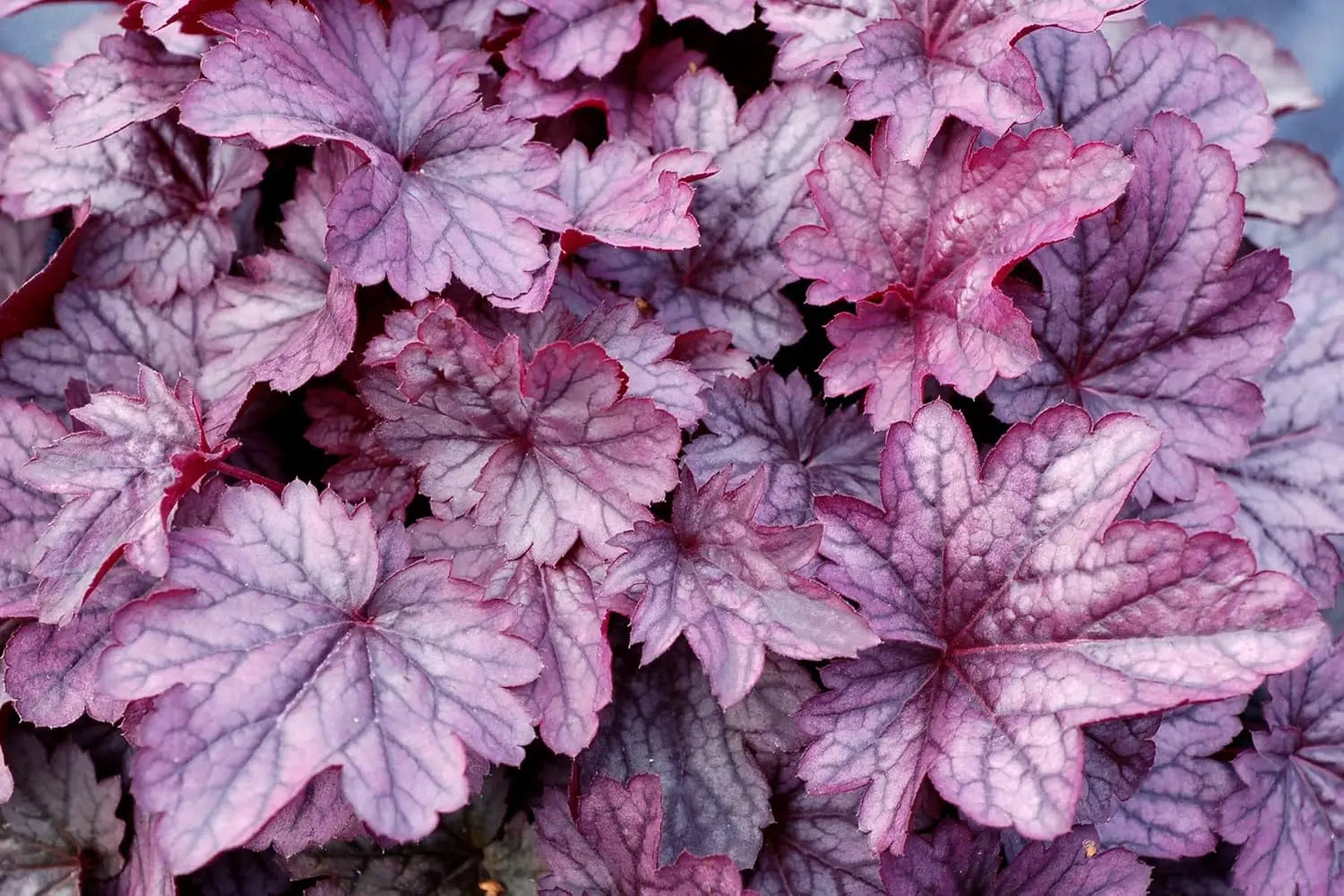 Lila Heuchera Hybride 'Shanghai', Staude von Stauden Gänge, mit dunkelviolettem Laub und zarten Blütenrispen.