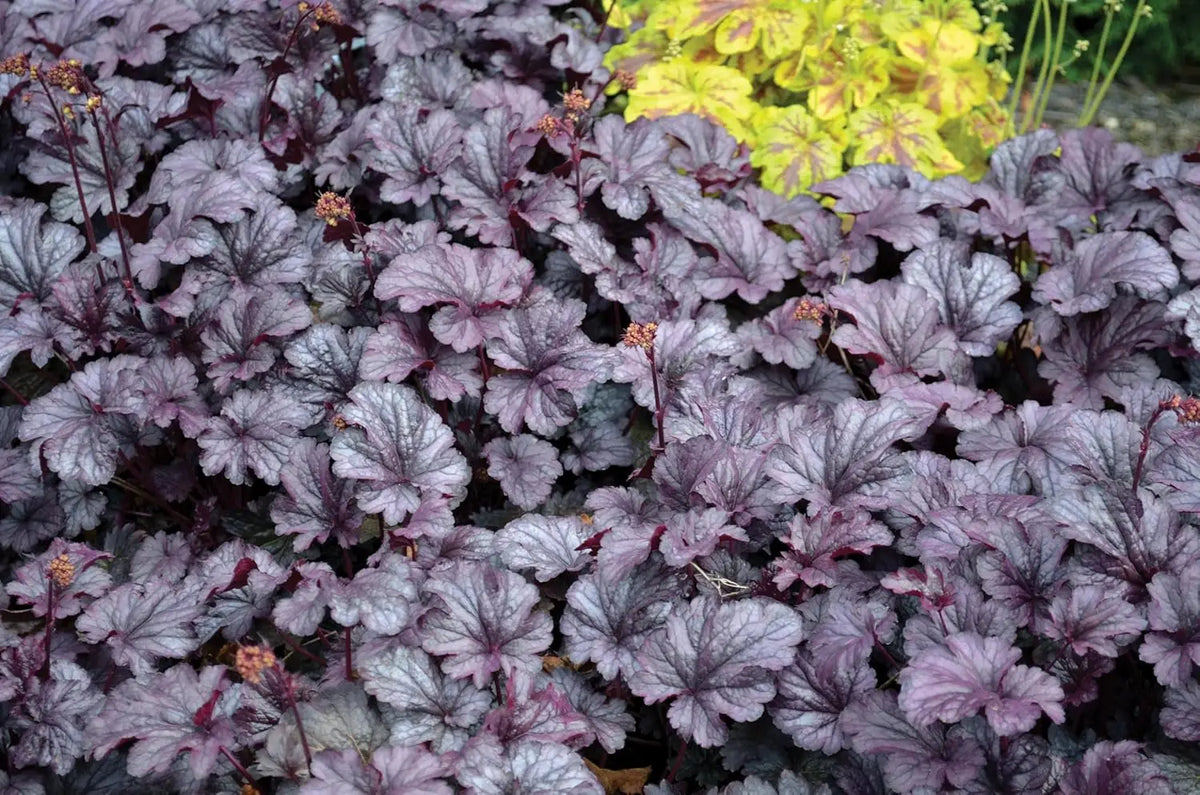 Lila Heuchera Hybride 'Shanghai' Staude mit bunten Blättern, im Garten bei Stauden Gänge.