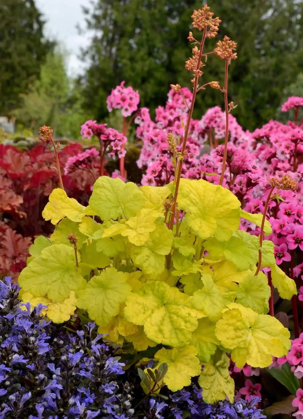 Heuchera Hybride 'Sweet Tart' Purpurglöckchen, Staude mit roten und grünen Blättern, im Garten, Stauden Gänge