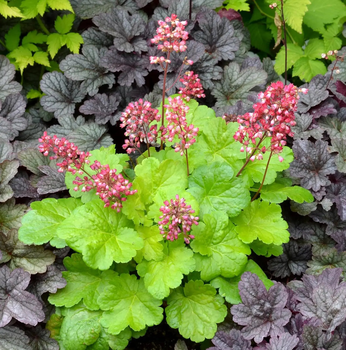 Heuchera Hybride 'Sweet Tart' Purpurglöckchen Staude von Stauden Gänge, mit rot-lilafarbenen Blättern und zarten Blüten.