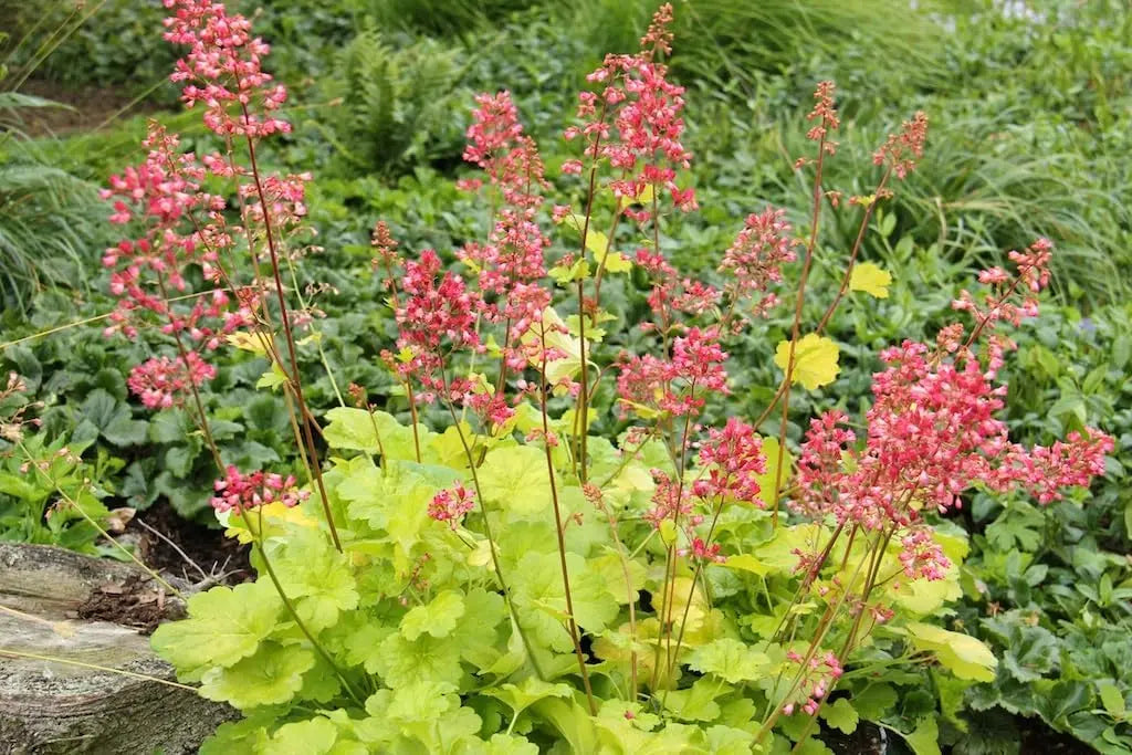 Heuchera Hybride 'Sweet Tart' als Purpurglöckchen Staude mit dunkelroten Blättern, von Stauden Gänge.