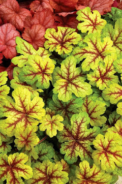 Heucherella 'Alabama Sunrise' Staude mit bunt gefärbten Blättern, von Stauden Gänge, purpurfarbenes Blütenkleid, natürliche Gartendeko