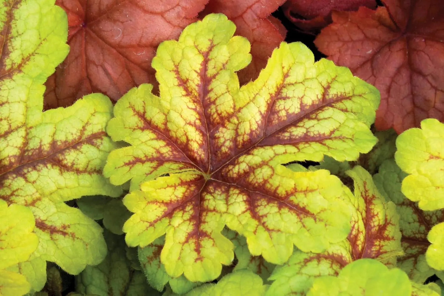 Heucherella Hybride 'Alabama Sunrise', Purpurglöckchen Staude von Stauden Gänge, mit bunten Blättern in Garten.