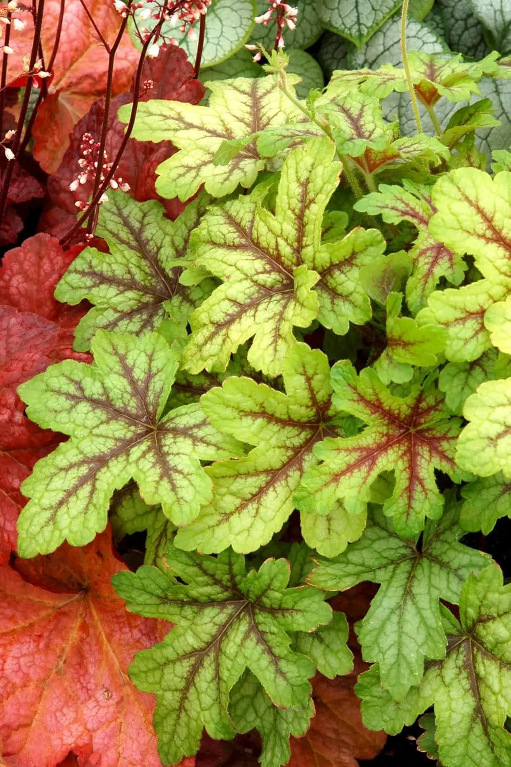 Heucherella Hybrid 'Alabama Sunrise', Purpurglöckchen Staude von Stauden Gänge, blühende Pflanze mit bunten Blättern.