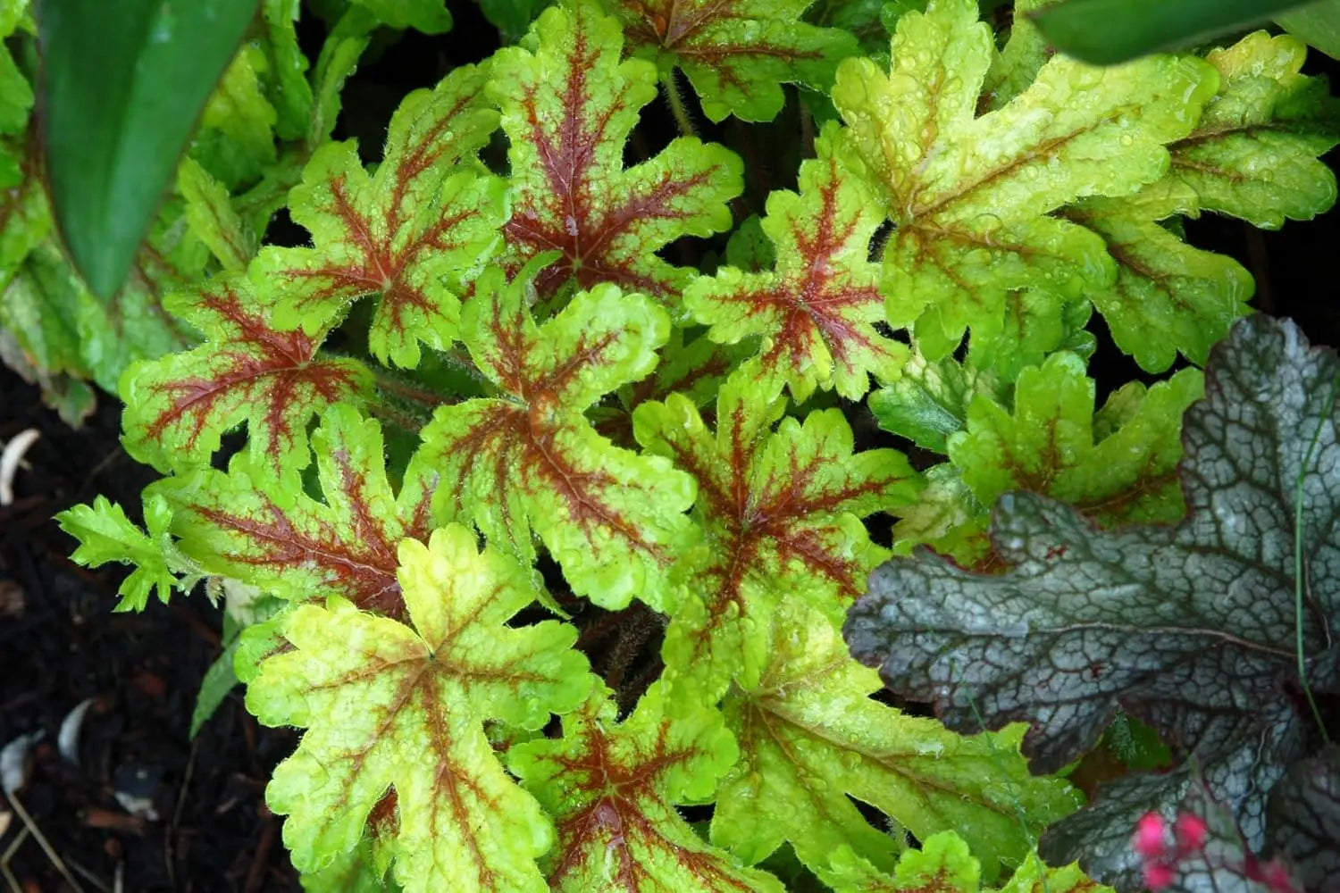 Heucherella Hybride 'Alabama Sunrise' Staude mit bunten Blättern, in Garten, von Stauden Gänge.