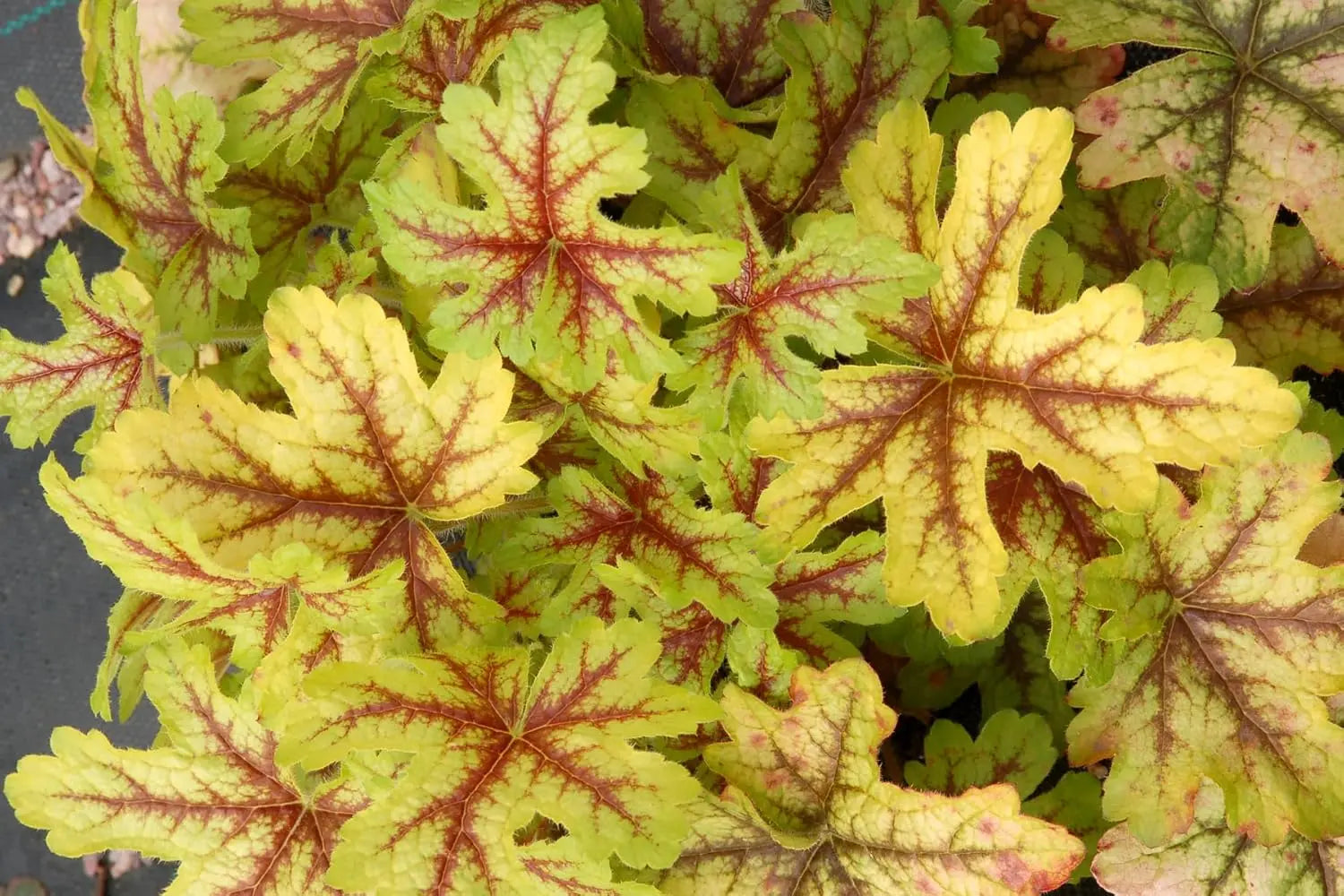 Heucherella Hybride 'Alabama Sunrise', Purpurglöckchen Staude von Stauden Gänge, mit bunten Blättern und zarten Blüten.