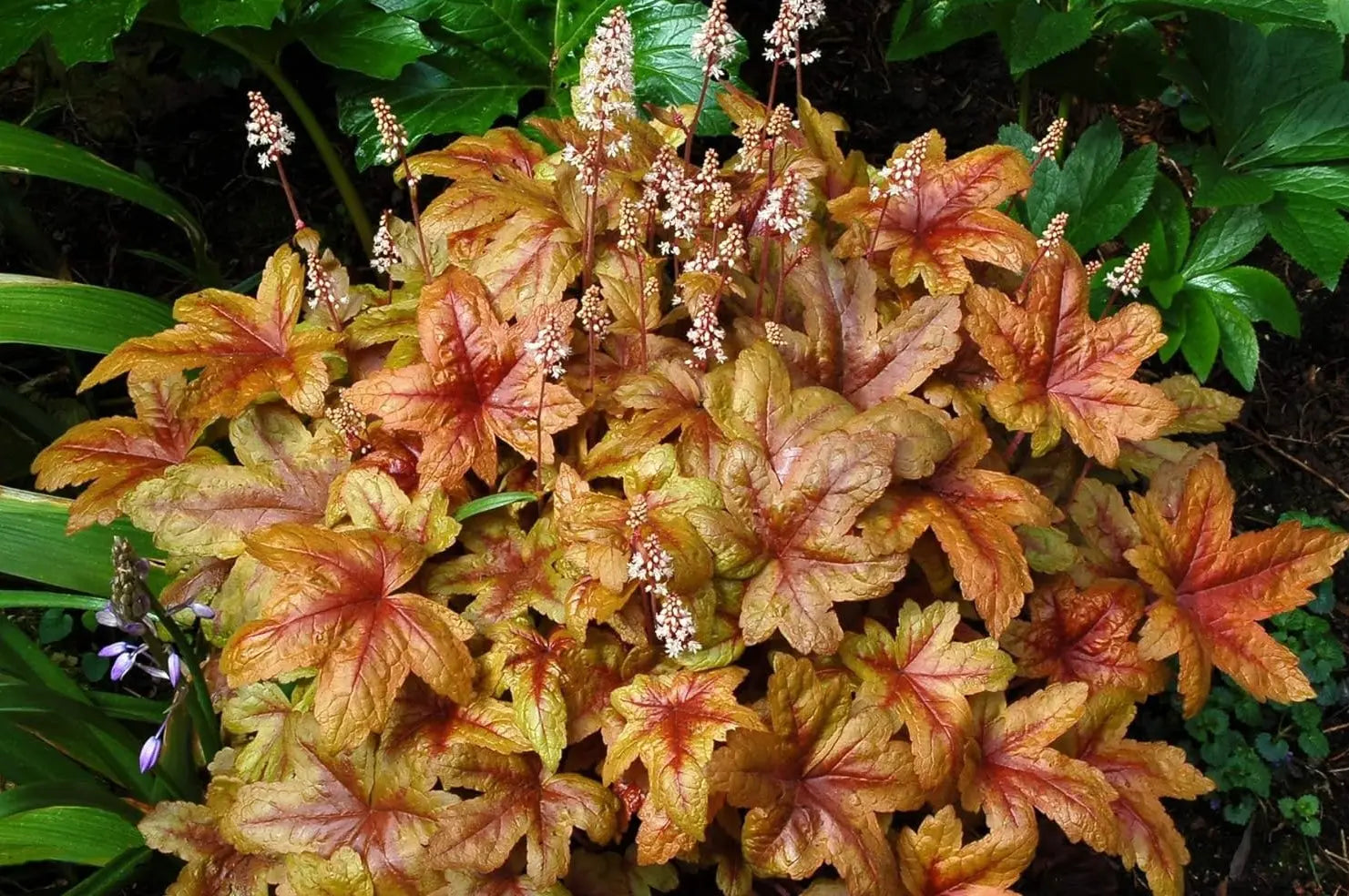 Heucherella Hybride 'Brass Lantern' Staude mit purpurfarbenen Blättern, von Stauden Gänge, detailreiche Nahaufnahme
