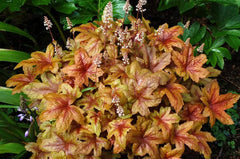 Heucherella Hybride 'Brass Lantern' Staude mit purpurfarbenen Blättern, von Stauden Gänge, detailreiche Nahaufnahme
