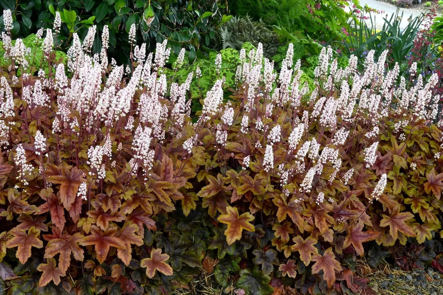 Heucherella Hybride 'Brass Lantern', Purpurglöckchen Staude von Stauden Gänge, mit roten und grünen Blättern.