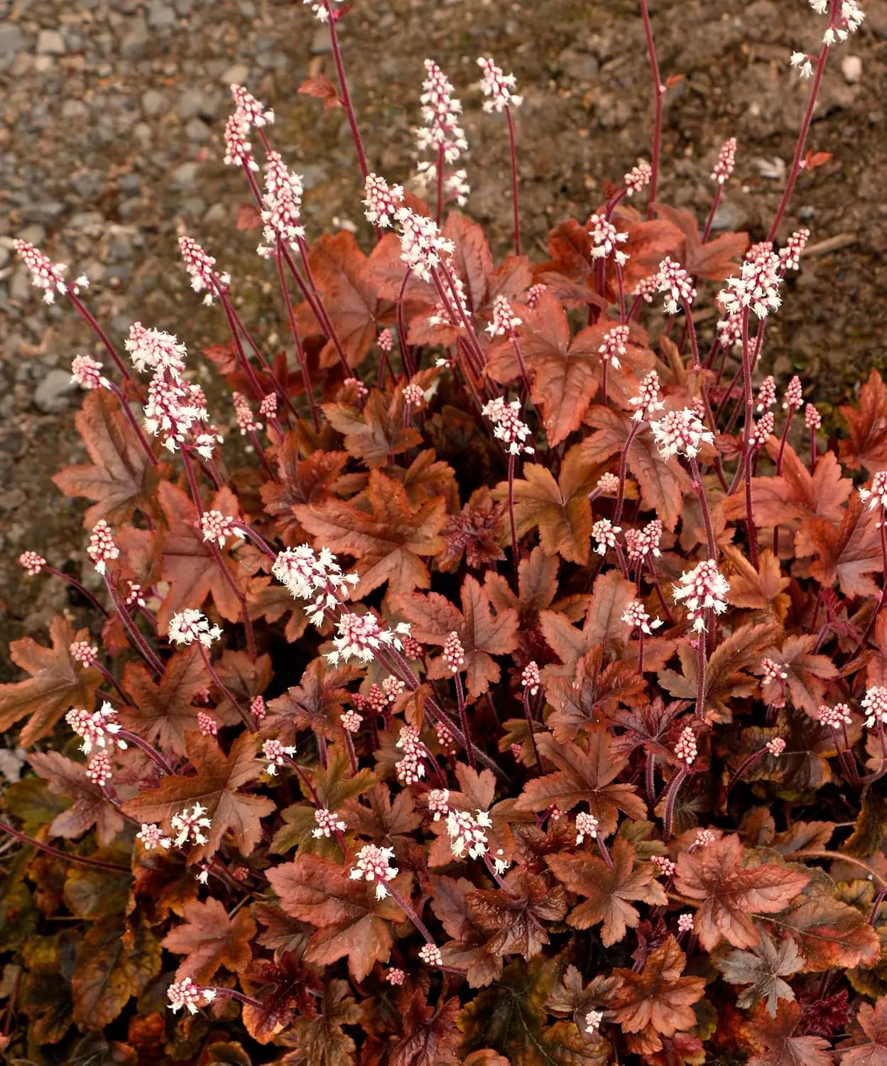 Heucherella Hybrid 'Brass Lantern' Staude mit purpurfarbenen Blättern, von Stauden Gänge, detailreiche Nahaufnahme