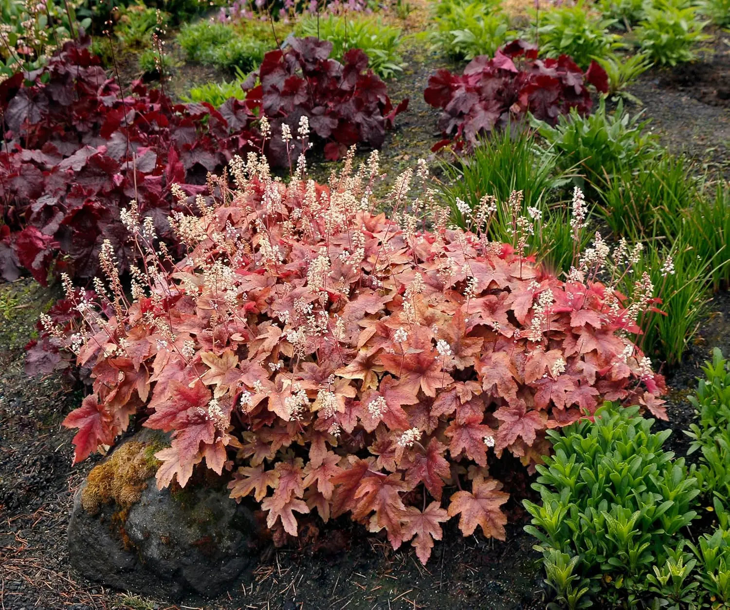 Heucherella Hybride 'Brass Lantern' Staude mit purpurfarbenen Blättern, von Stauden Gänge, detailreiche Nahaufnahme