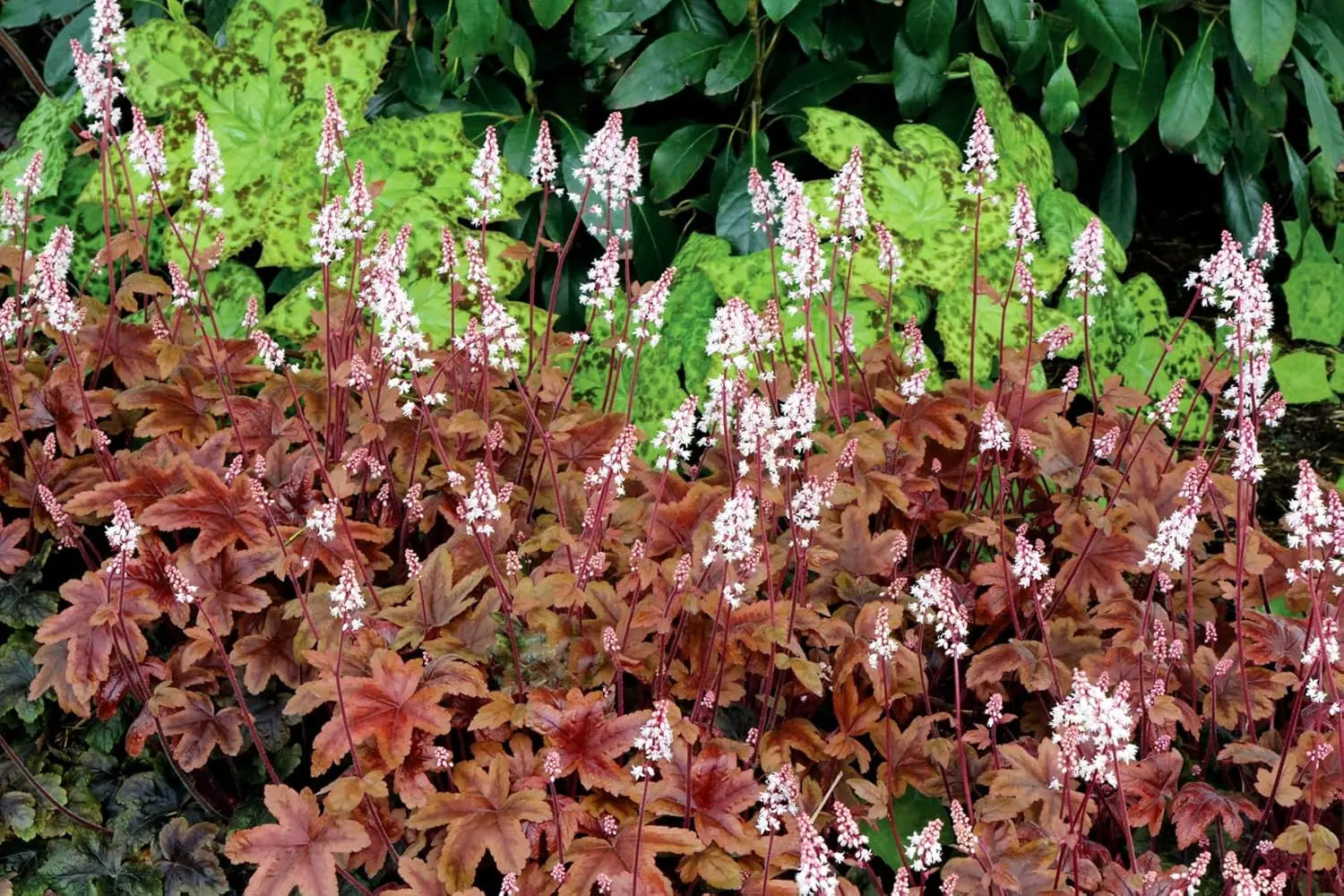 Heucherella Hybrid 'Brass Lantern' - Staude mit purpurfarbenen Blättern und eleganter Form, von Stauden Gänge.