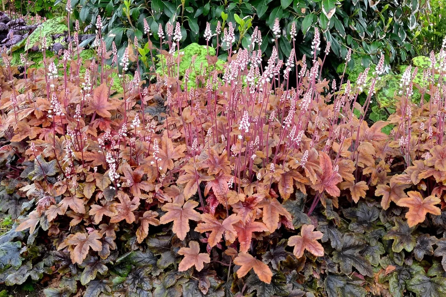 Heucherella Hybride 'Brass Lantern' Staude mit purpurnen Blättern und gelben Blüten, Stauden Gänge, für Garten und Balkon.