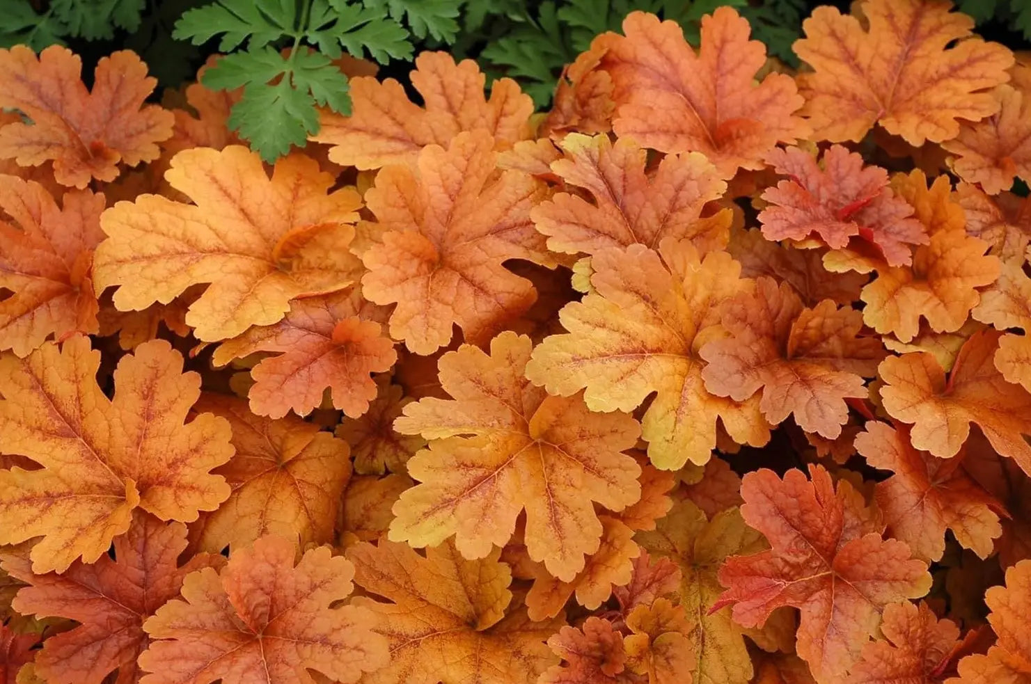 Heucherella 'Buttered Rum' Staude von Stauden Gänge, purpurfarbene Blätter, dekorative Pflanze für den Garten.