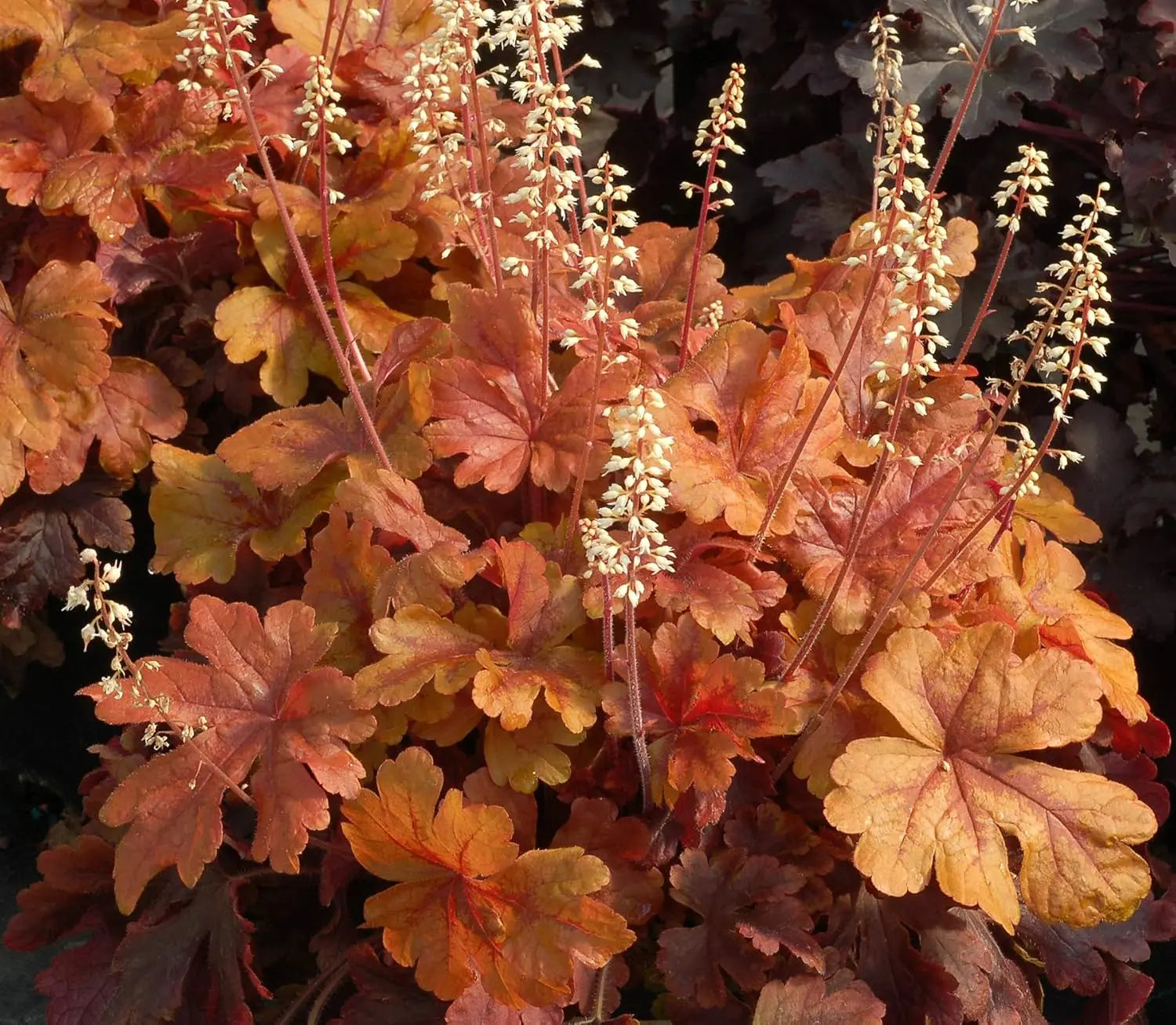 Heucherella Hybride 'Buttered Rum' Staude mit purpurfarbenen Blättern, von Stauden Gänge.