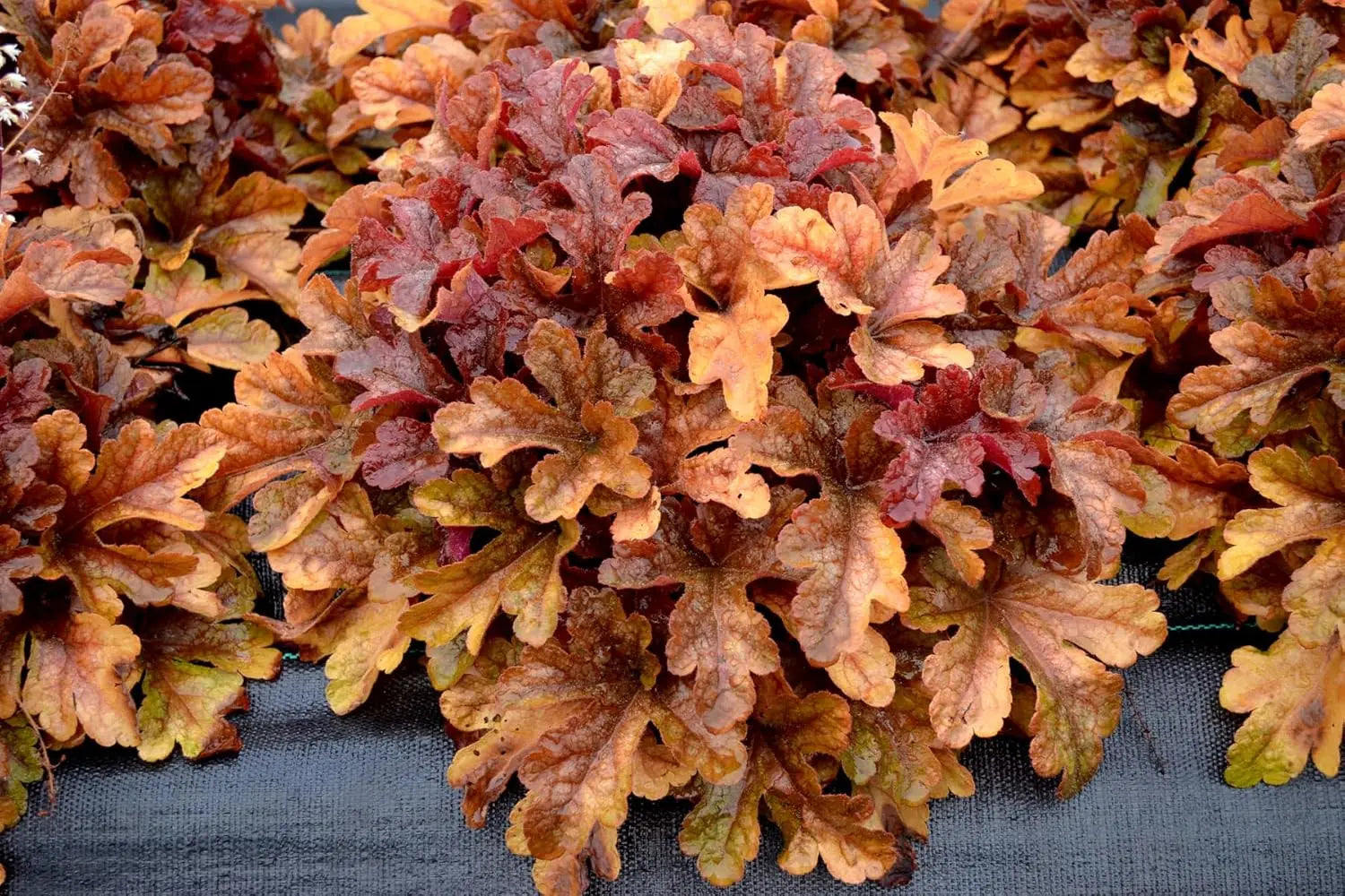 Heucherella Hybrid 'Buttered Rum', Purpurglöckchen, Staude von Stauden Gänge mit rotbraunen Blättern und auffälligem Laub.