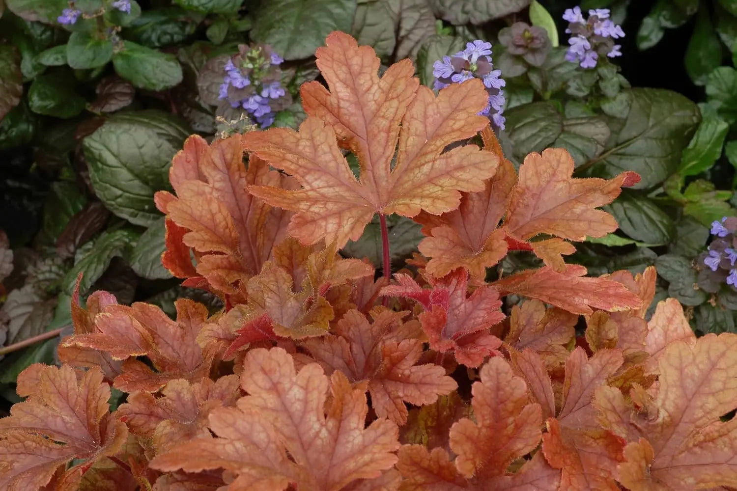 Heucherella Hybride 'Buttered Rum' - Purpurglöckchen Staude, grüne und bräunliche Blätter, im Garten fotografiert