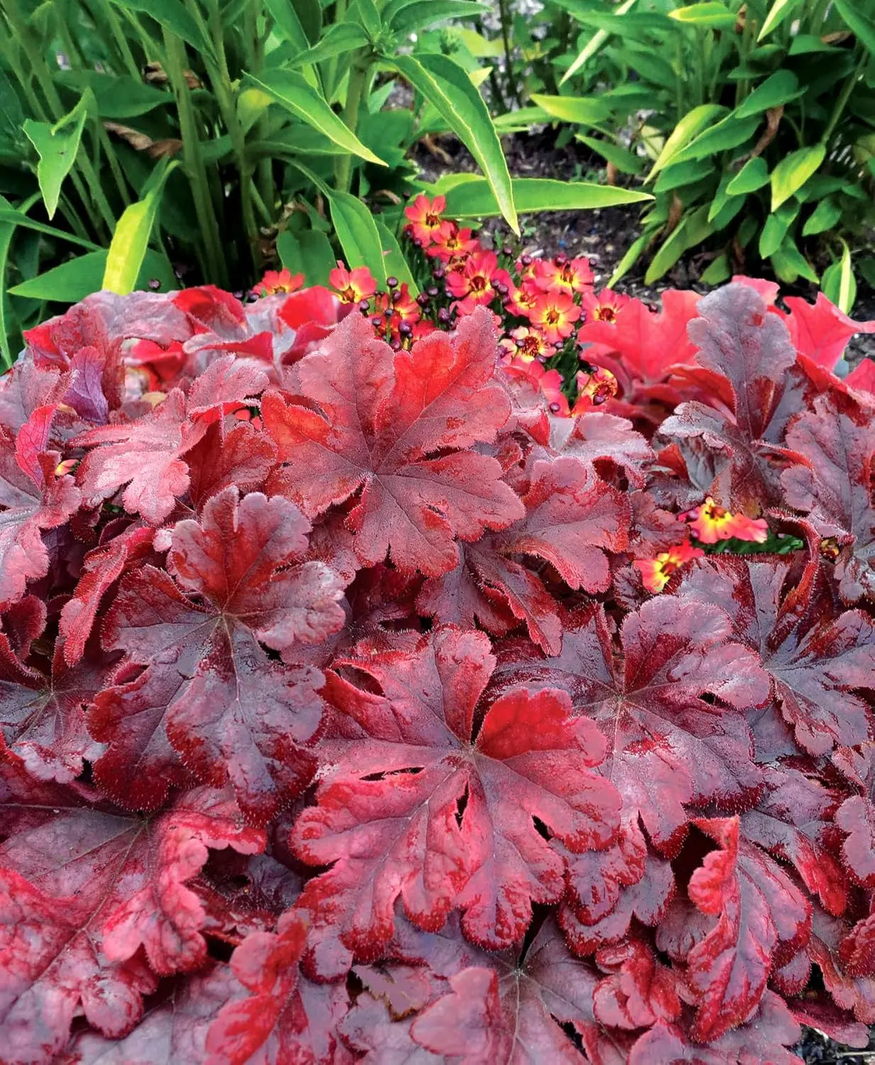 Heucherella Hybride 'Buttered Rum', Purpurglöckchen Staude von Stauden Gänge, mit bunten Blättern und zarten Blüten.