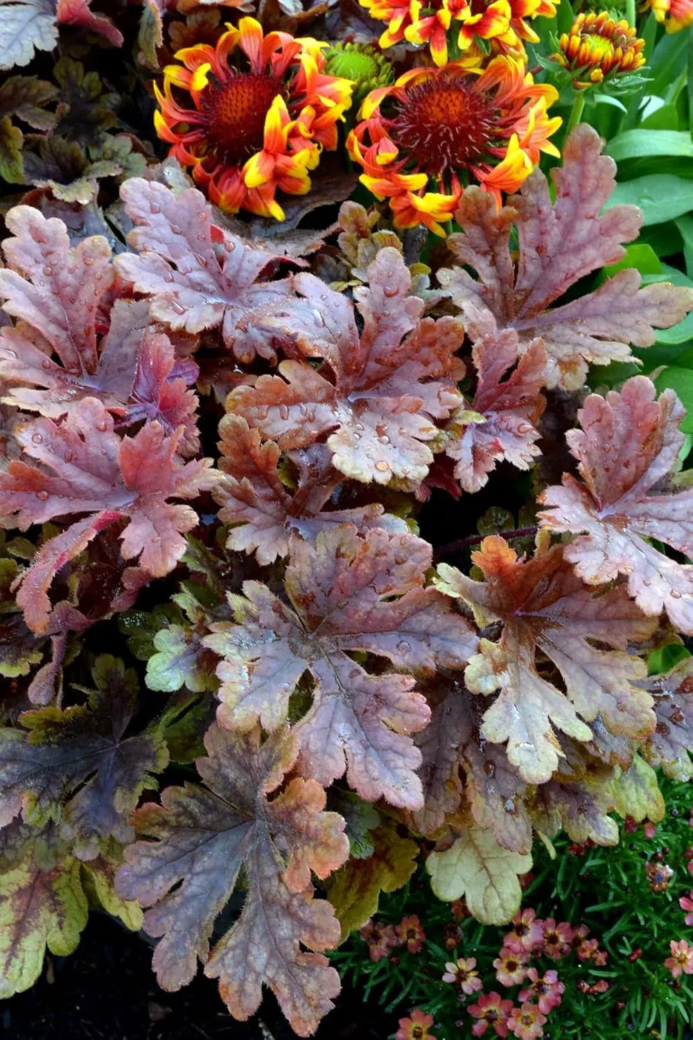 Heucherella Hybride 'Buttered Rum' Staude mit purpurfarbenen Blättern, wächst auf einer Gartenstaude.