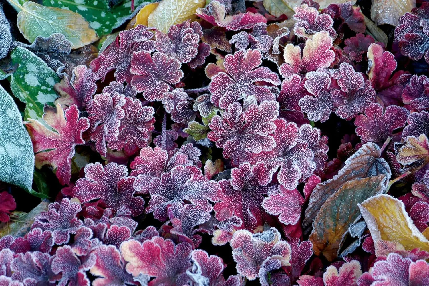 Heucherella 'Buttered Rum' Staude, purpurfarbene Blätter mit gezackten Rändern, im Garten.