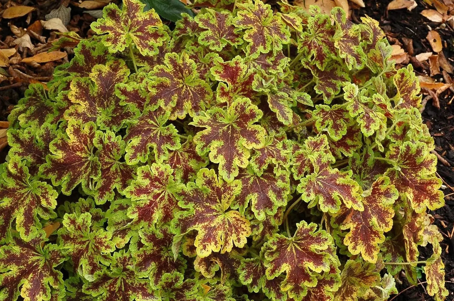 Heucherella Hybride 'Solar Power' purpurrote Staude, langlebig und attraktiv, von Stauden Gänge.