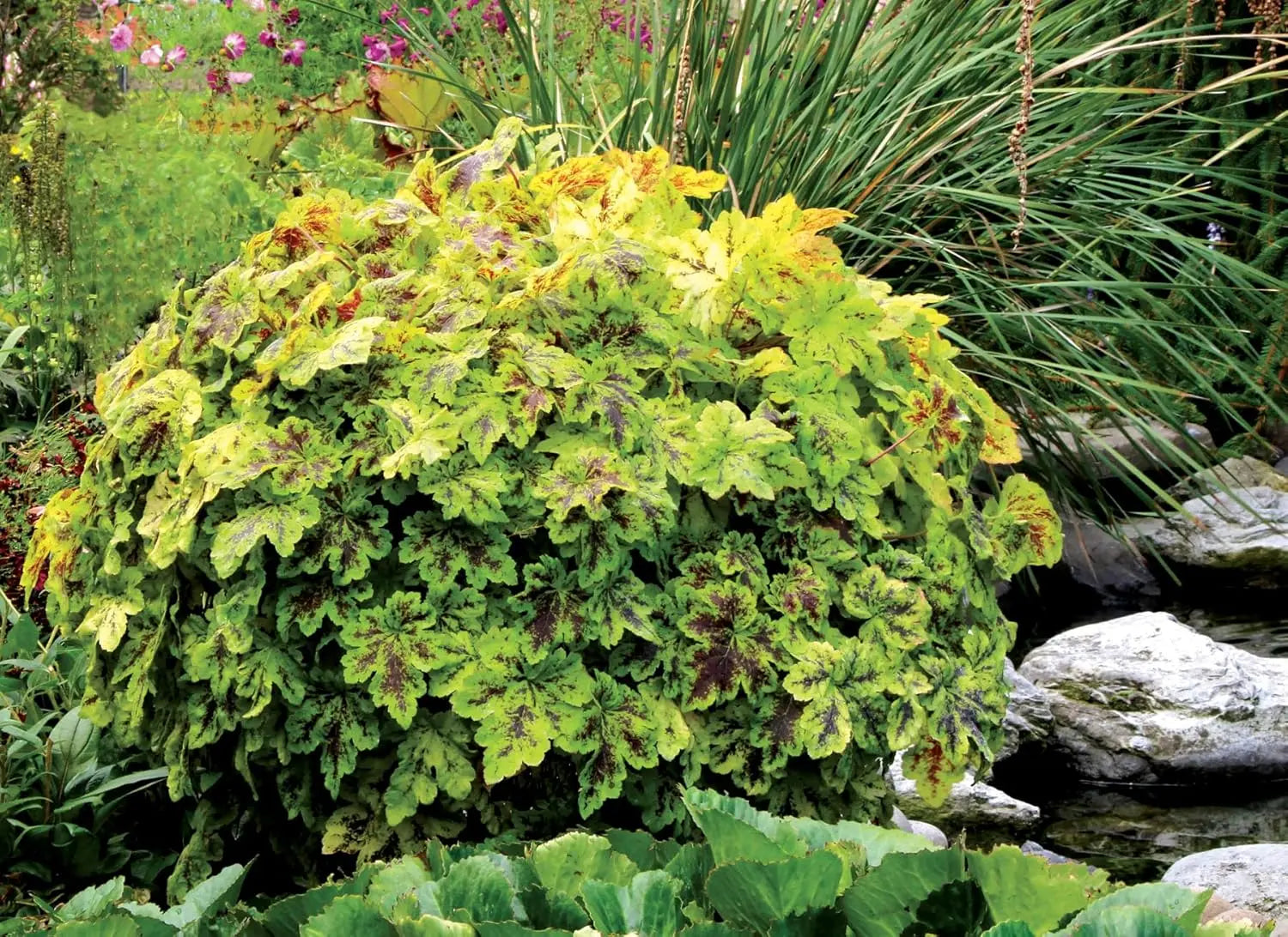 Heucherella Hybride 'Solar Power' Staude mit purpurfarbenen Blättern, gedeiht im Garten, von Stauden Gänge.
