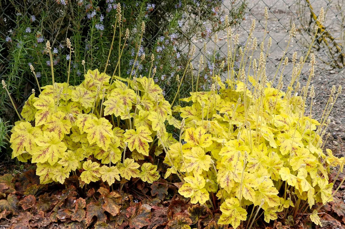 Heucherella Hybride 'Solar Power', Purpurglöckchen Staude von Stauden Gänge, mit bunten Blättern und zarten Blüten.