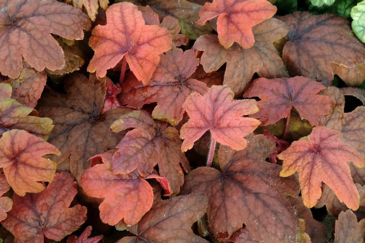 Heucherella Hybride 'Sweet Tea' Purpurglöckchen Staude von Stauden Gänge, mit gefiederten, bunt gefärbten Blättern.