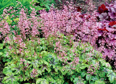 Heucherella Hybride 'Tapestry' Staude mit purpurfarbenen Blättern, von Stauden Gänge, wächst auf Gartenboden.