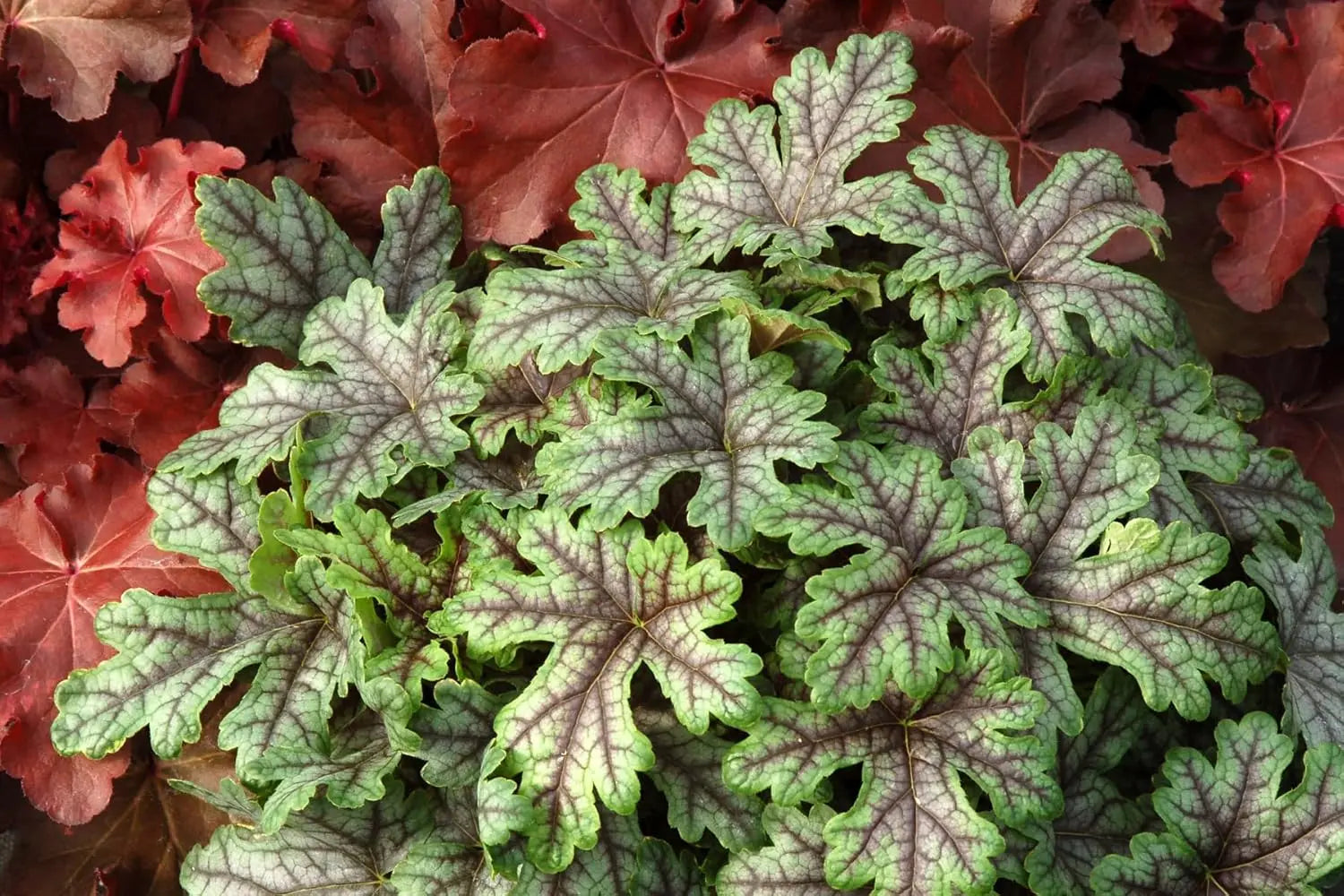 Dunkelrote Heucherella Hybride 'Tapestry' Staude mit gefiederten Blättern, von Stauden Gänge, vor grünem Laub.