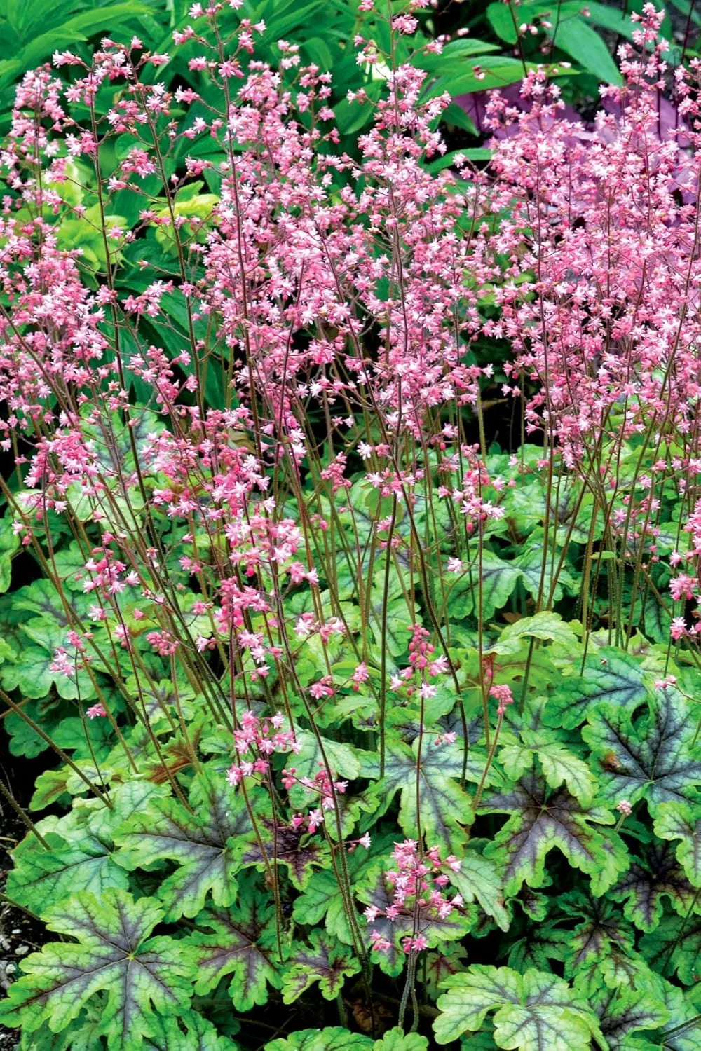 Heucherella Hybride 'Tapestry', purpurrote Staude, mit gefiederten Blättern, von Stauden Gänge.