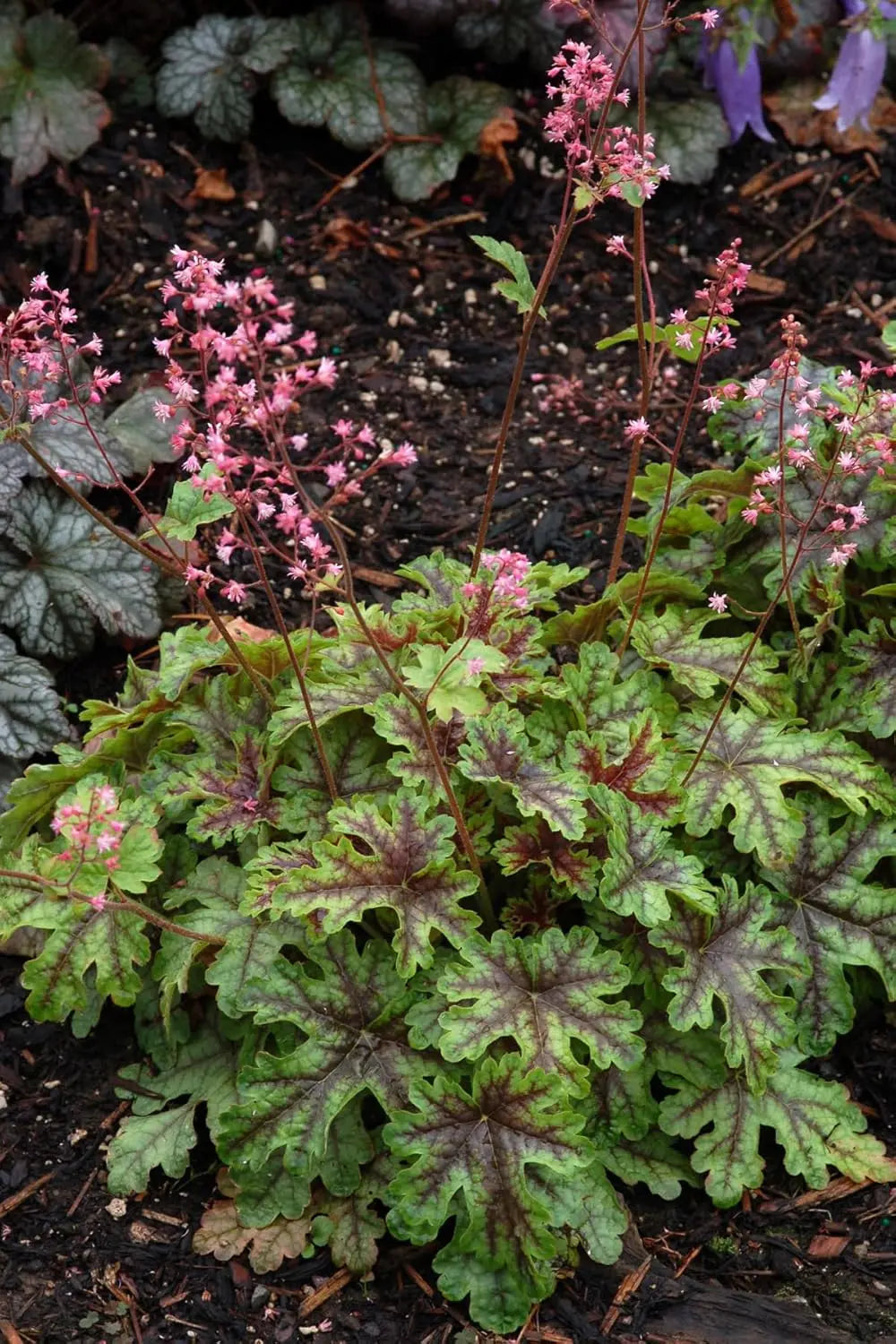Heucherella Hybride 'Tapestry' Staude mit purpurfarbenen Blättern, Blick auf blühendes Purpurglöckchen, Stauden Gänge