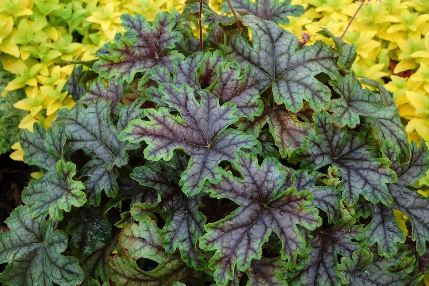 Heucherella Hybride 'Tapestry', Purpurglöckchen Staude von Stauden Gänge, mit dunkelroten Blättern und zarten Blüten.
