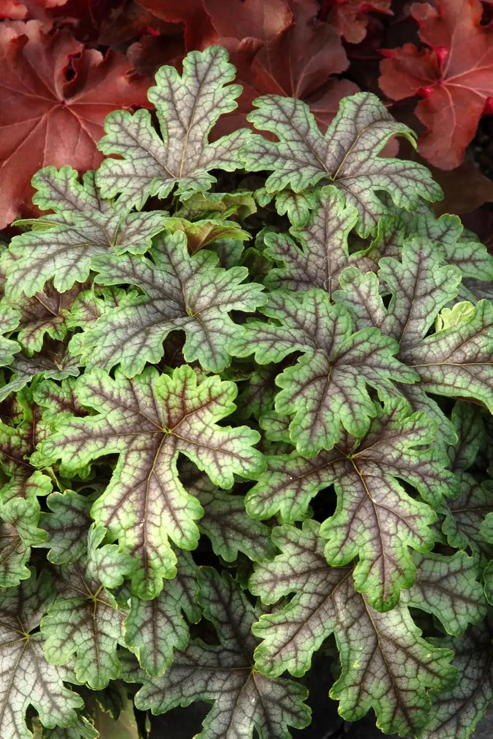 Heucherella Hybride 'Tapestry', Purpurglöckchen Staude von Stauden Gänge, mit bunten Blättern in Bildansicht.