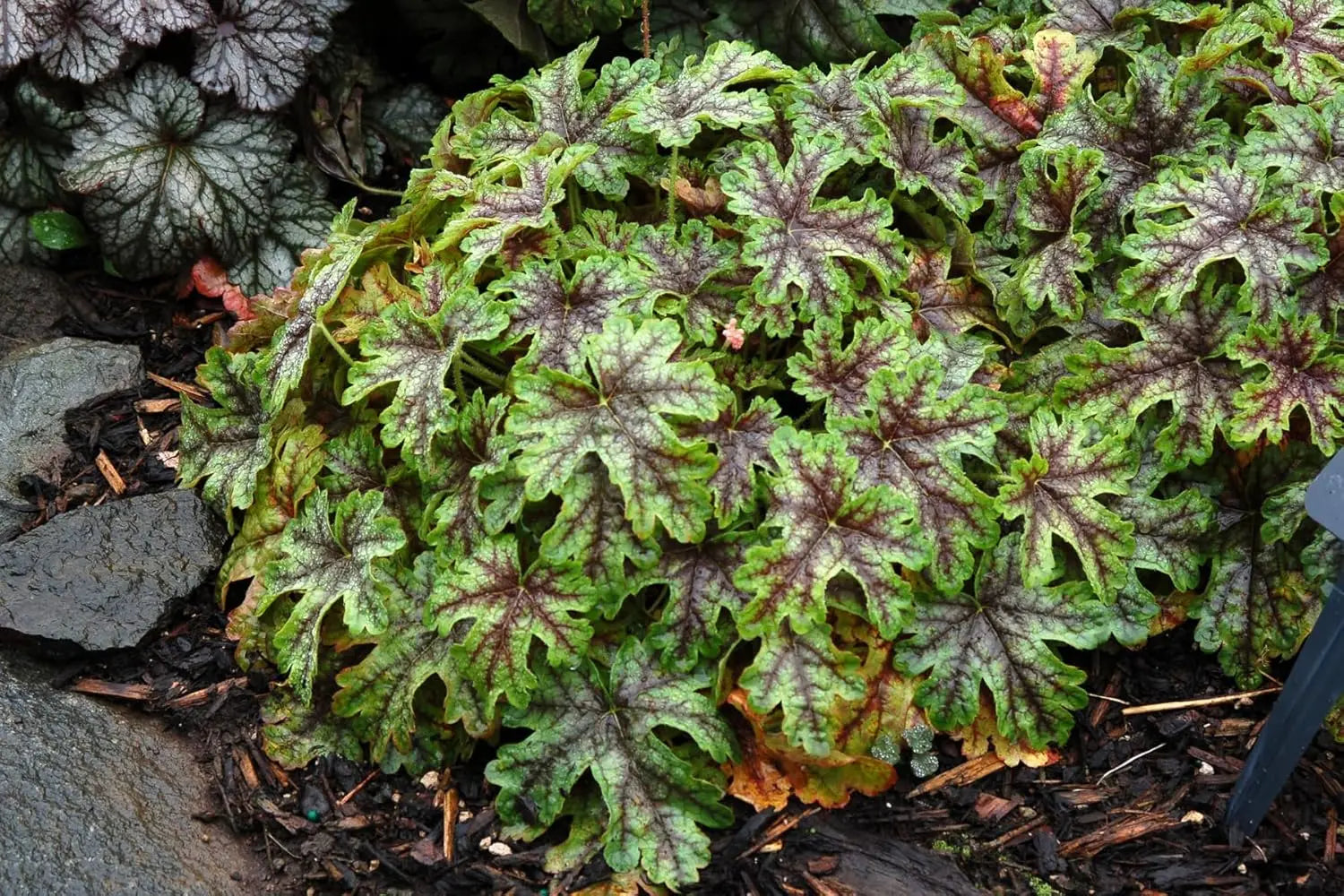 Heucherella Hybride 'Tapestry' - Purpurglöckchen Staude von Stauden Gänge, mit bunten Blättern und zarten Blüten.