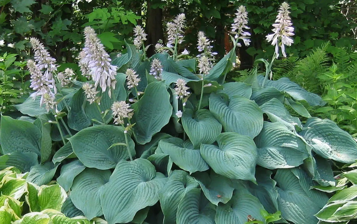 Hosta plantaginea 'Fragrant Blue' Staude mit blauen, duftenden Blüten, gedeiht als Zierstaude in Garten und Beeten.
