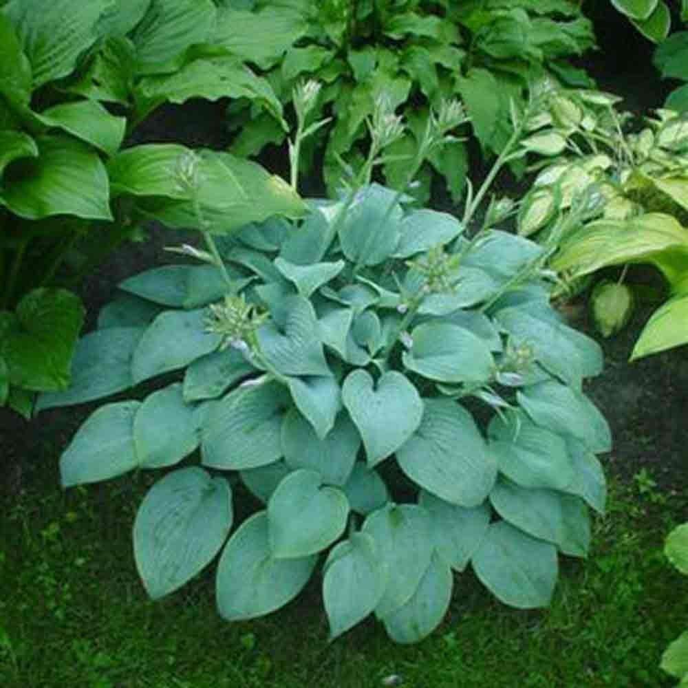 Hosta plantaginea 'Fragrant Blue' Staude mit blauen, duftenden Blättern, perfekt für schattige Gärten, von Stauden Gänge.
