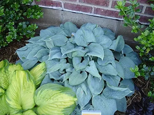 Hosta plantaginea 'Fragrant Blue', blaue Duft-Funkie Staude mit großen grünen Blättern und blauen Blüten, von Stauden Gänge