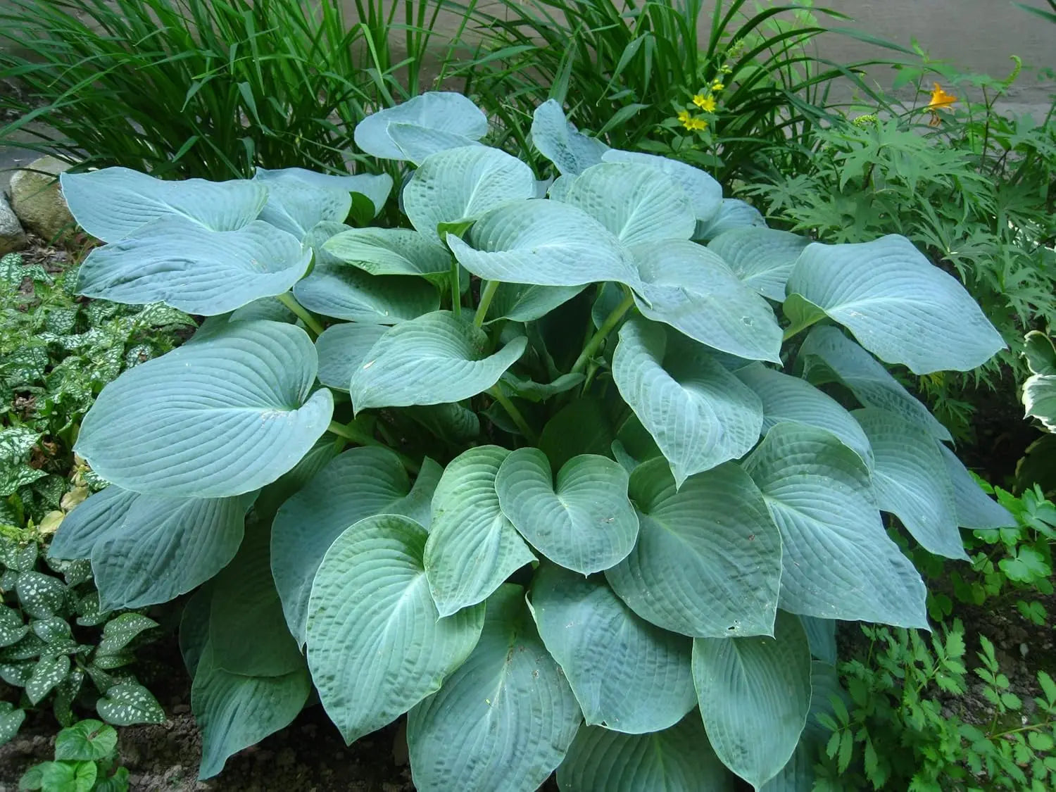 Hosta plantaginea 'Fragrant Blue' Staude mit blauen, duftenden Blüten, gedeiht bei Stauden Gänge, ideal für schattige Gärten.