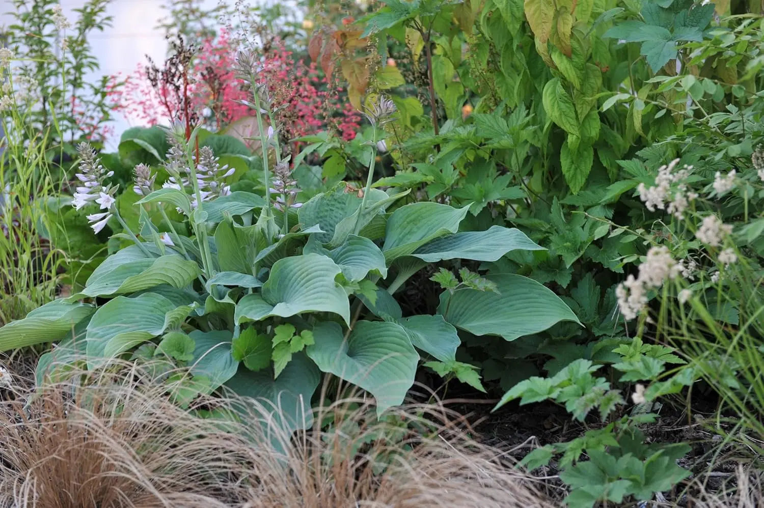 Blaue Duft-Funkie Hosta plantaginea 'Fragrant Blue' Staude mit großen, duftenden Blättern, Stauden Gänge.