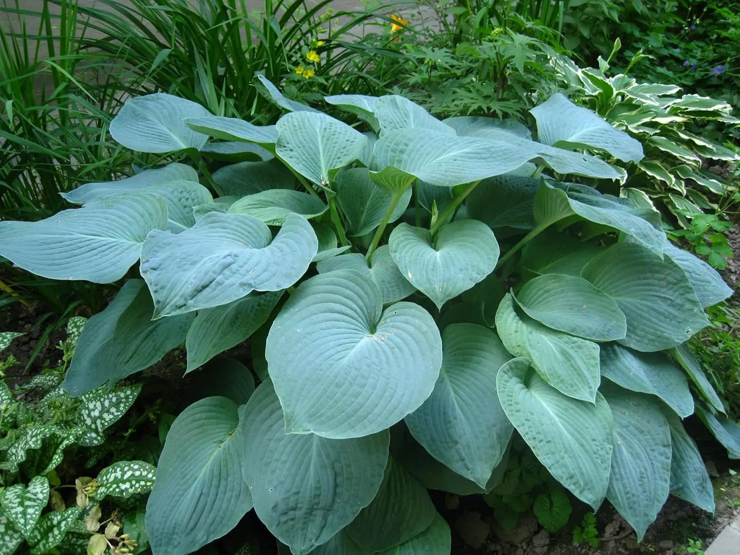 Hosta plantaginea 'Fragrant Blue' Staude mit blauen Blüten, große grüne Blätter, von Stauden Gänge